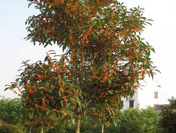  #海棠花#江苏发现一户人家庭院，真叫一个妙！瞧这配置，舒适雅致又宜人