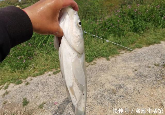 『拿走』“鲢鳙总闹窝,钓起却不能拿走”,玩黑坑最怕遇到这4件事