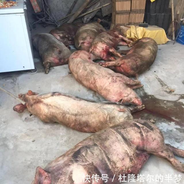 非洲猪瘟天灾还是人祸