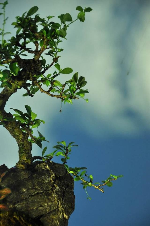 室内种植茶盆景最雅致！福建茶最受欢迎，你会制作吗？