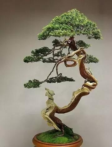 盆景展 ,美美美 !