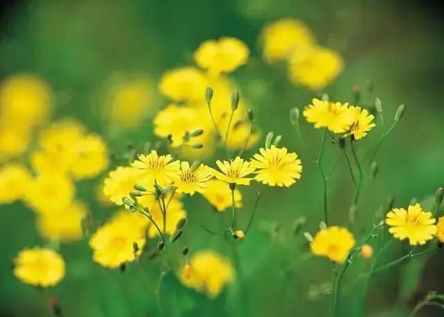  「别称」30种 ·野草的美，你认识几个？