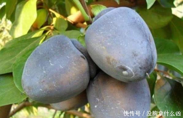  「我国」我国“最甜”水果，比“甘蔗”甜，插土就活，两棵结果