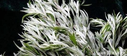  [艾草]农村价值珍贵的一种草，艾草的真正用处！