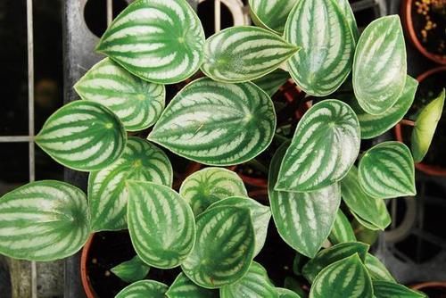  「就要」22种室内极难养死的植物，绿植就要选这些