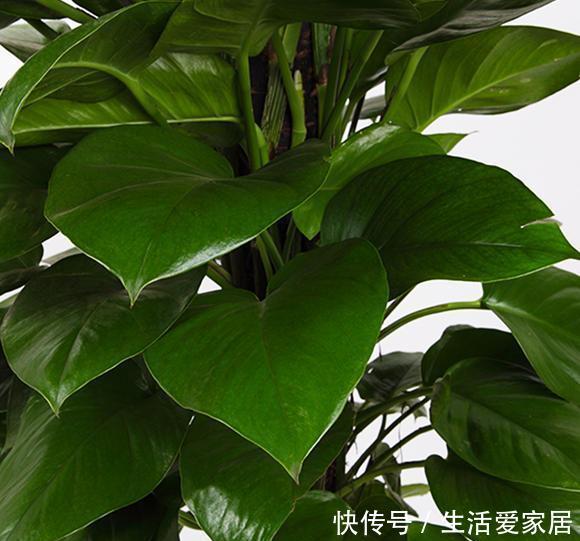 『巴掌』怎么养出“大叶绿萝”,3个方法叶子油亮,叶形比巴掌大