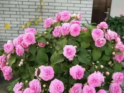  『五彩缤纷』小凤仙又叫指甲花，花色丰富，五彩缤纷，小凤仙养护要注意什么？