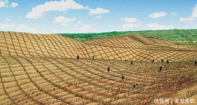 中国人发明的草方格,成功解决沙漠荒漠化,如今成为治沙史上奇迹