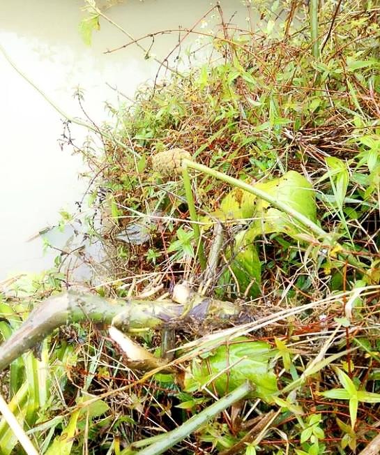 农村这野草俗称“刺死你”，蛇见了掉头就跑，却是治胃病的良药