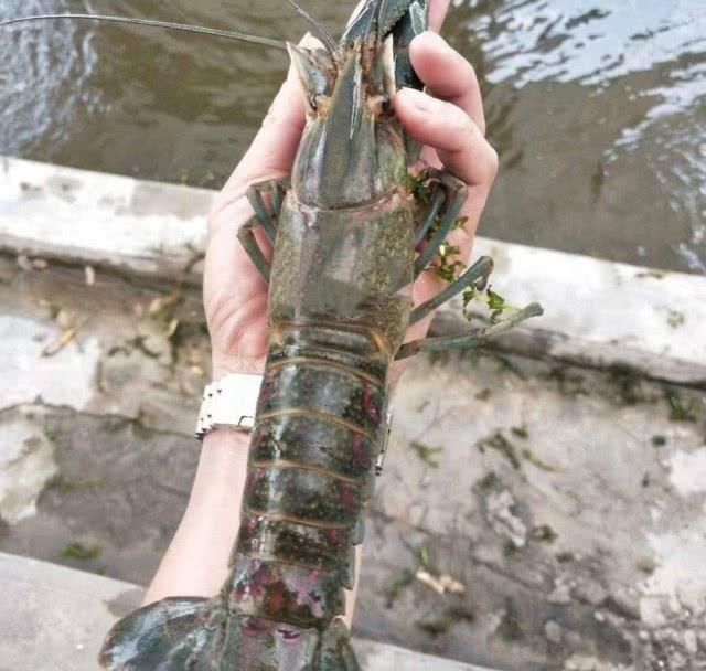  小龙虾@中国引进“淡水蓝虾”，一只可重达600克，或将代替小龙