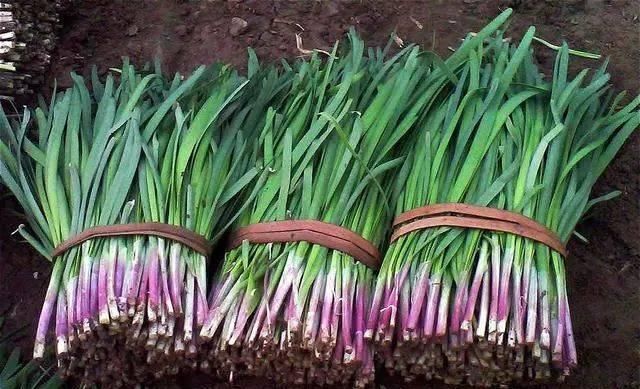  「自然环境中生长」买韭菜时，白根和紫根韭菜有啥区别？老菜农：挑错了，味道差太多