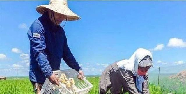  【当地】“蝗虫过境，寸草不留”，那你知道蝗虫最怕什么？怎么