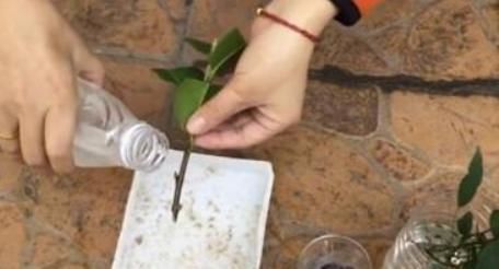  [好生根]不用生根水，该如何让插穗早生根？水里加勺白糖，轻松搞定难题
