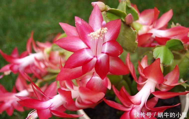 『甜蜜红木香』喜欢养护漂亮的花卉,就选择3种花卉,开花优雅漂亮,养花必备