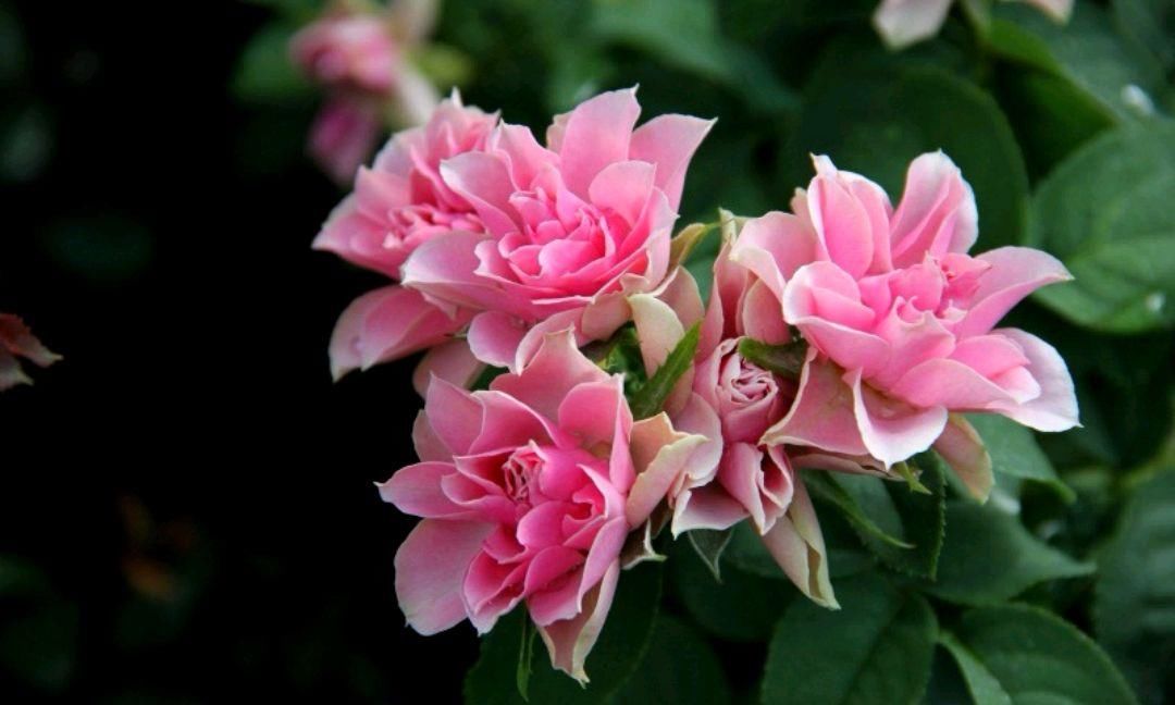  『花形』此花有着优美的花形，宛如开在风中的莲花