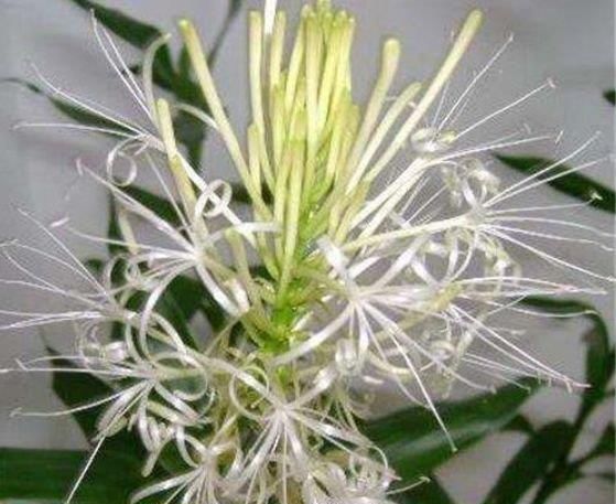  开起|阳台最适养4种花，开起花来“拦”不住，美不胜收，你养了吗