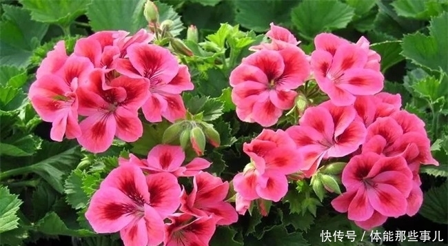 身边|此花所代表的是幸福就在身边,是最美的遇见,还是很常见的花