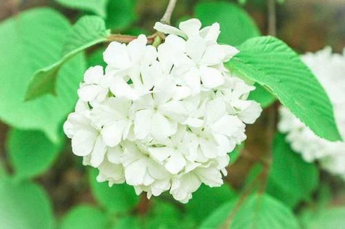  『家里』3种花很适合观赏，枝繁叶茂长的旺，满屋都飘香，家里养出小花园