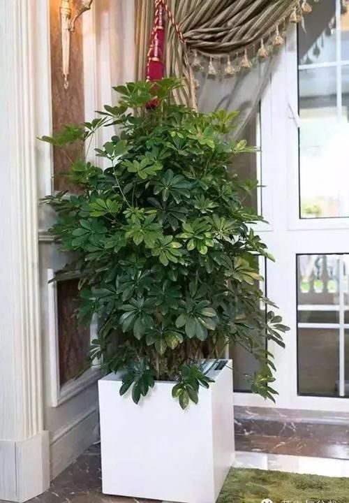鸭脚:能把鸭脚木养死很困难,怎么远离病虫?