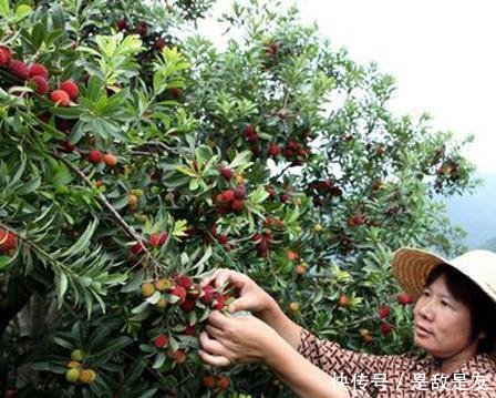  「成了」国内一种没有皮的水果，常烂一地没人要，出口国外却成了稀罕货