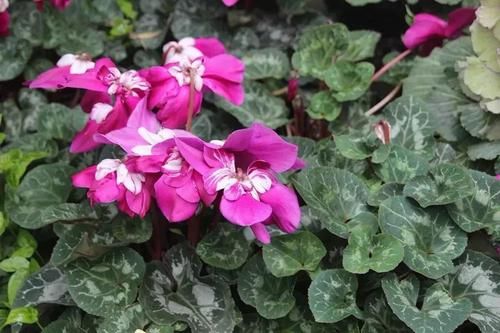  『春节』这些春节前后特受欢迎的观赏花，很适合养成桌面上的盆栽观赏植物