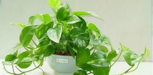  植物@划重点！绿萝变瀑布爬满墙，这4个原则，一养一个准新手也能成功