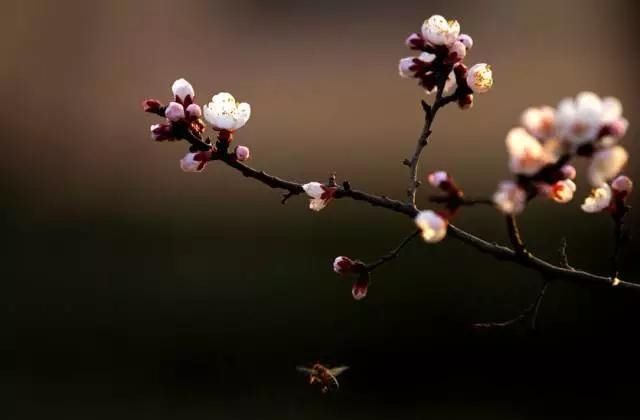 【花中】中国10大名花,哪个是你的最爱?
