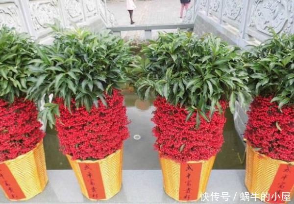 「富贵」3种“富贵花”,增添福气又养眼,尤其第三种,“富贵”上门来!