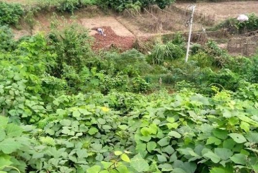  #没错#七八十年代喂猪的野草，不是中药材就是野菜，吃过的是土