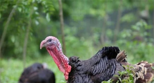 火鸡在美国很受欢迎，为什么在中国，很多农民养殖户不愿意饲养？