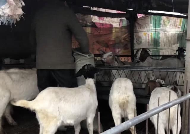 农村大叔用独特方法养羊，实话说一年挣一二十万，这收入真不错