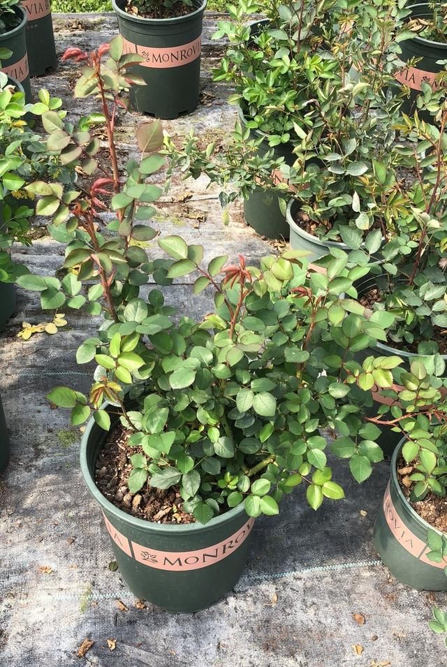『开爆』春天月季不开花,到底因为啥?教你几个小妙招,花开爆盆不用愁。