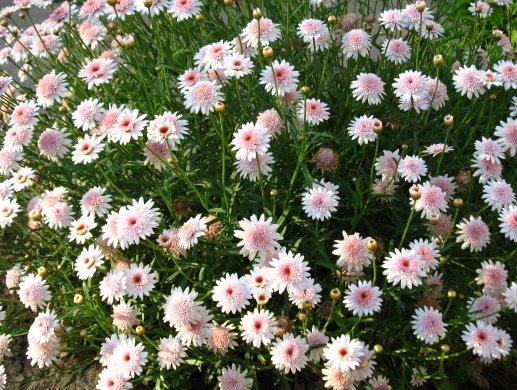  阳光：6种怎么养都能爆盆的花草，不浇水都能活，一样开花爆盆