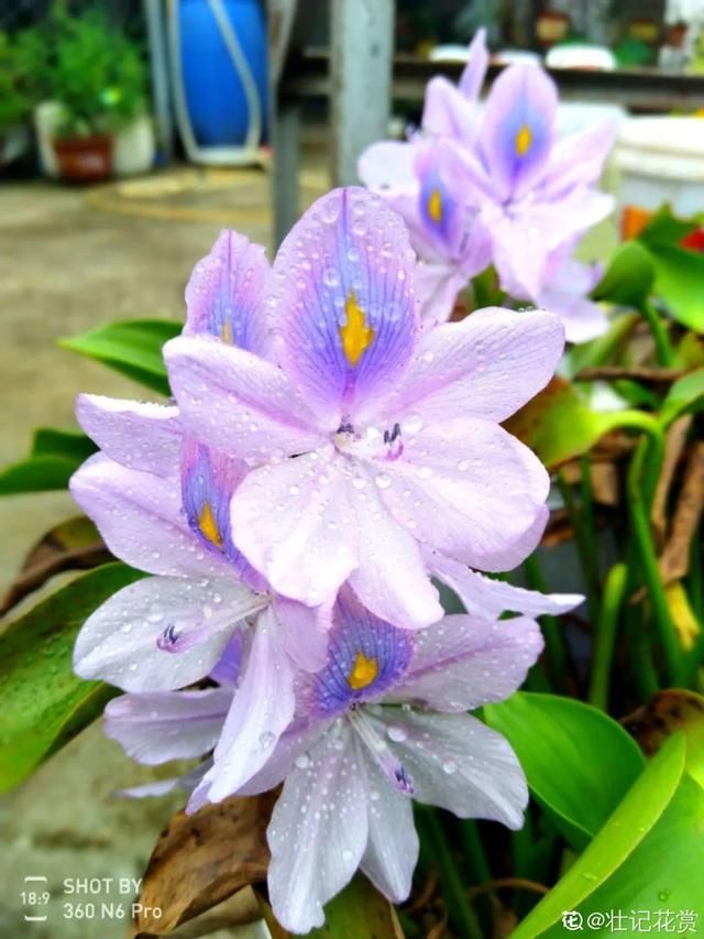  「春天」40种小野花，春天开得正美，挖几棵回家，不用买花了！
