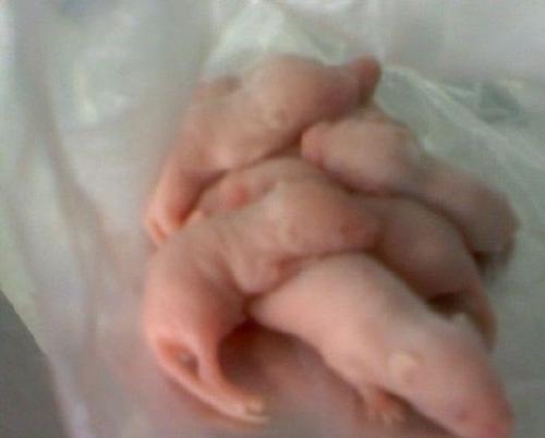 16岁少女怀孕, 生出老鼠吓坏家人, 这样的报道纯属瞎编！