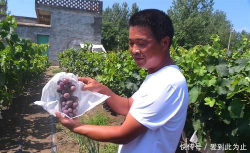  「亩葡萄」城里生意难做，农村人回老家种葡萄，当初信心满满，