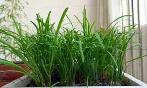  #蔬菜#阳台种点这3种菜，吃完一茬又长一茬，蹭蹭长不停，简单好养好吃