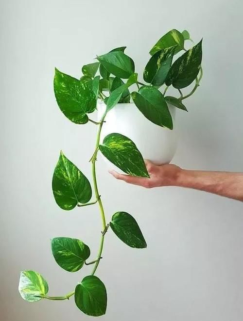  『要注意保持』家里有儿童的可以养这些清新的净化植物，很适合养成小盆栽