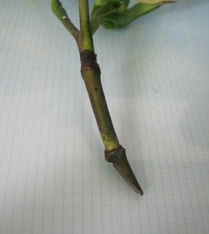  扦插|栀子花这样扦插，一根枝条就能插活，简单易学！