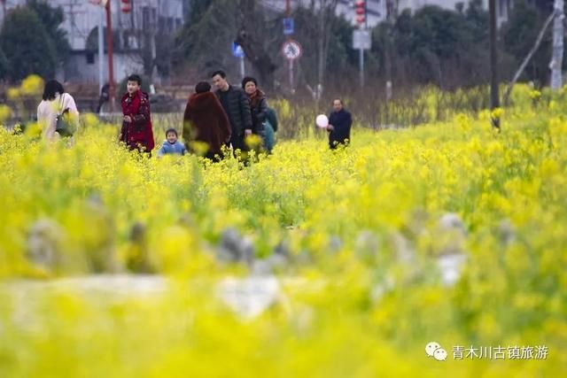汉中青木川，油菜花已经开了!
