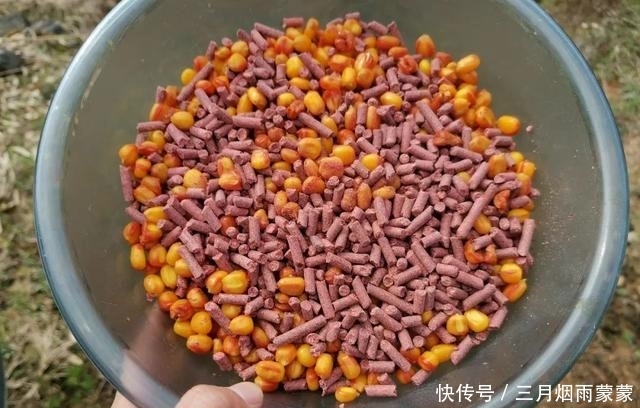  鱼可以蘸：野钓闹起小鱼，该如何施钓才能避小钓大？做窝思路是核心