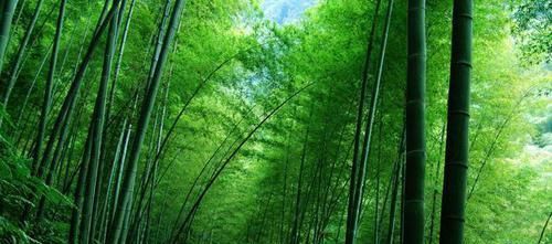  『竹子』罗汉竹、紫竹、雷竹、毛竹都长啥样？