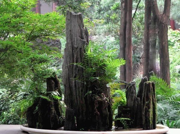  『树木盆景』盆景这么搭配才漂亮，一景、二盆、三架完美组合