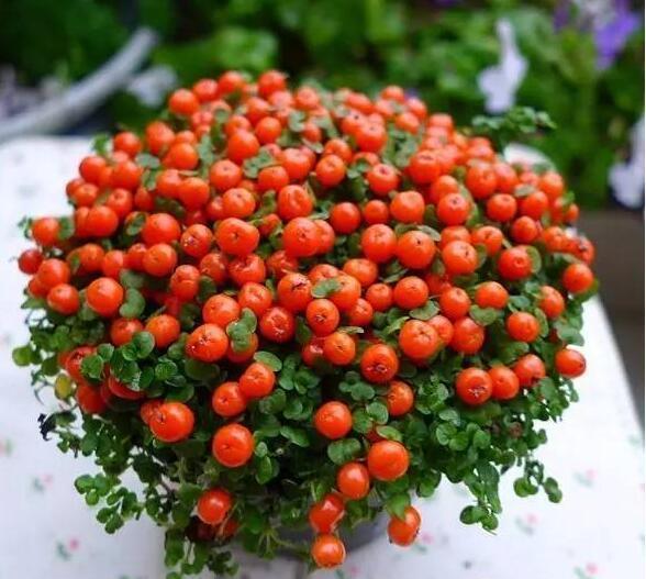  「至少」“年味十足”的10种花，家里至少摆1盆，寓意吉祥，还特有面儿