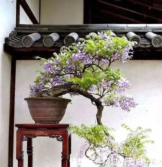  「盆景」藤旧桩盆景，浅紫色花