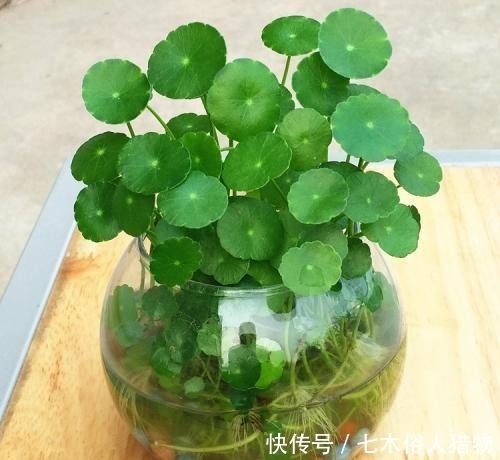  『很快』铜钱草开花及时修剪，很快就生机勃勃！