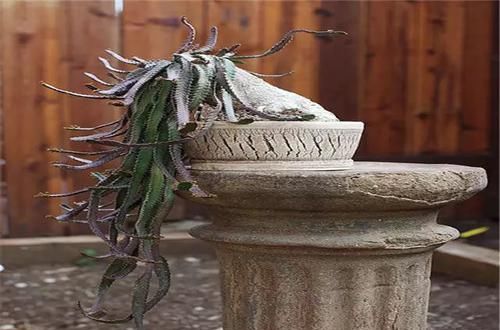  [植物]史上“最萌植物”的变态版来袭！