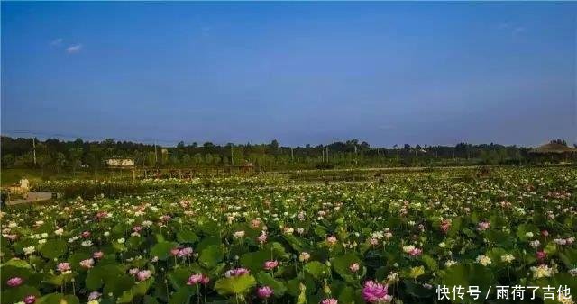 陕西这处千亩荷塘已盛开成海，碧叶连天，人少景美只等你来！