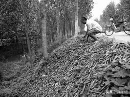 西瓜“成灾”，2毛一斤卖不动，顾客却吃不起，问题出在哪？