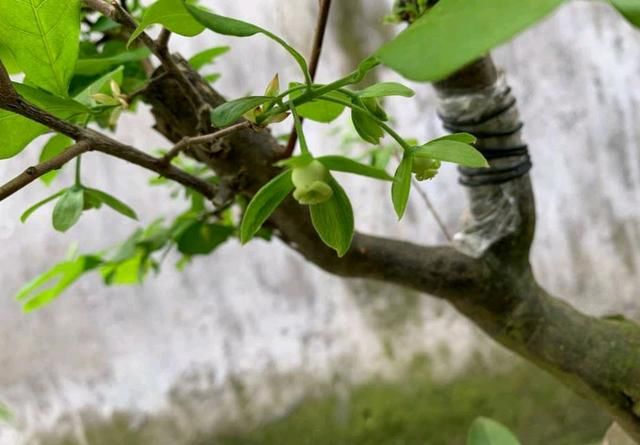  【技巧】刚下山的金弹子盆景桩头根系脱水怎么发根？3个技巧，明年能养胚